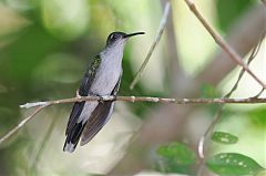 Gray-breasted Sabrewing